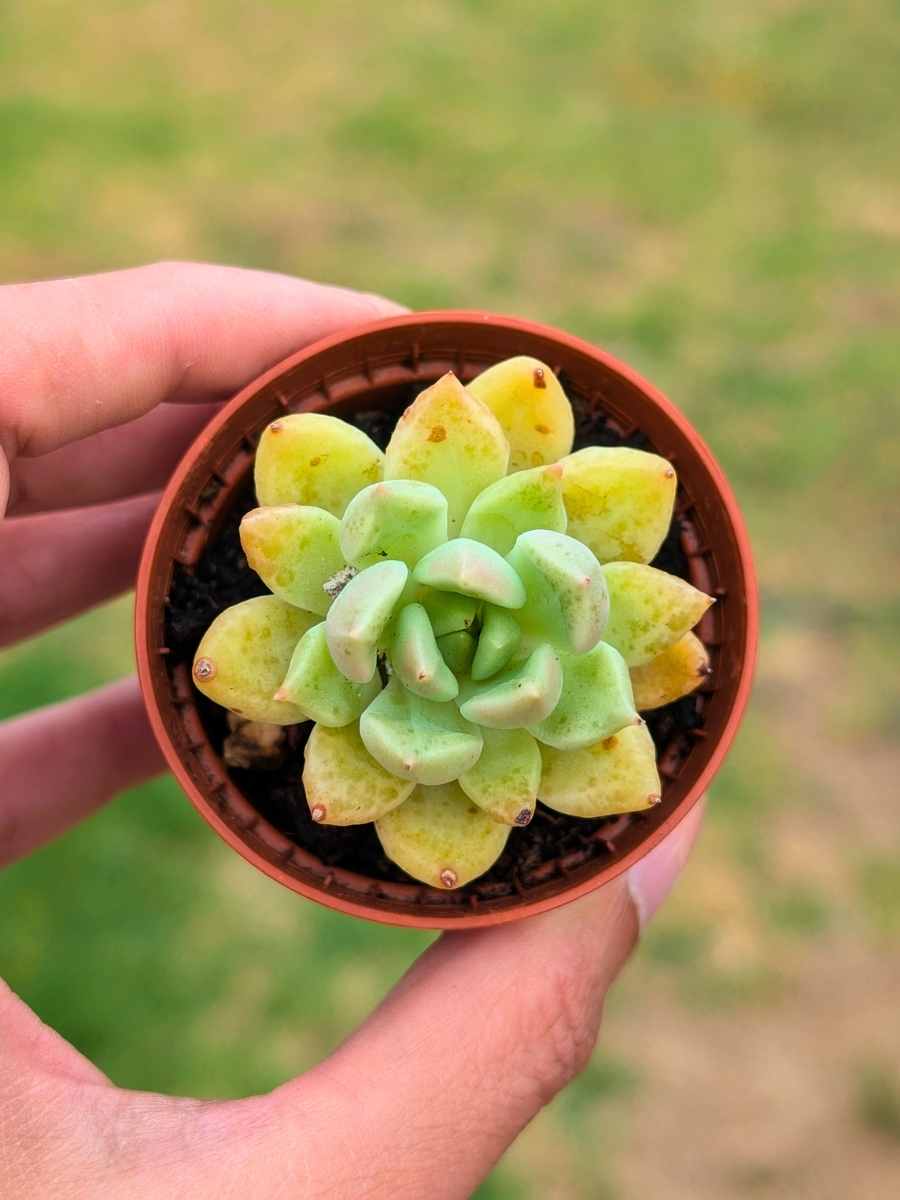 Graptoveria Melody 5,5
