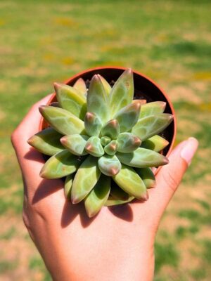 Pachyphytum Brevifolium 8,5