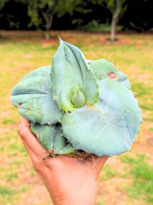 Agave Marmorata cv. Papilo Platanoides 13