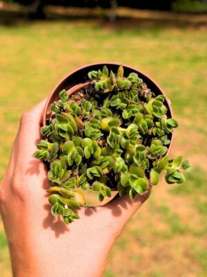 Crassula Lanuginosa var. Pachystemon David 8,5
