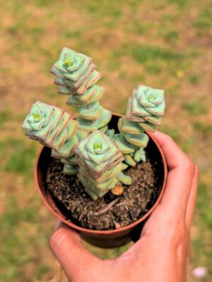 Crassula Perforata 8,5