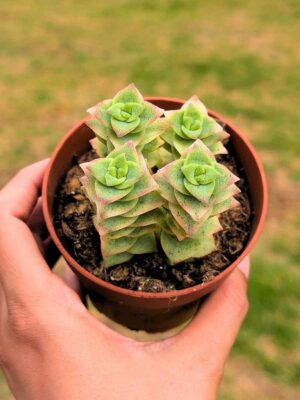 Crassula Perforata variegata 8,5