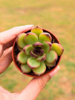 Echeveria Black Rose 5,5
