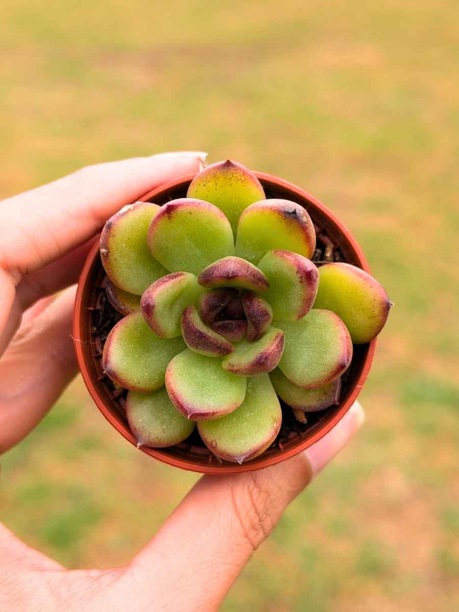 Echeveria Black Rose 5,5