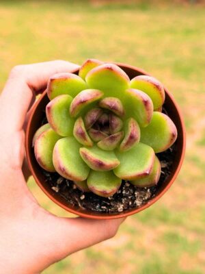Echeveria Black Rose 8,5
