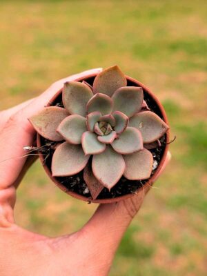 Echeveria Brisa