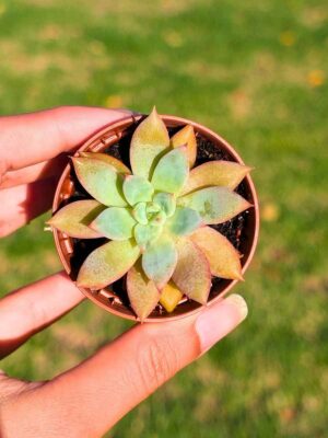 Echeveria Colorata f. Brandtii 5,5
