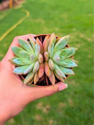Echeveria Colorata f. Brandtii dupla 8,5