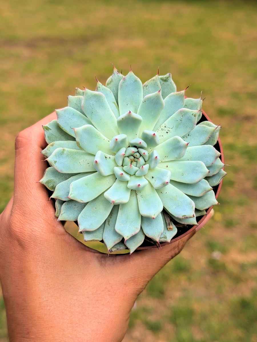 Echeveria Cuspidata var Zaragozae 8,5