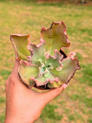 Echeveria First Lady 8,5