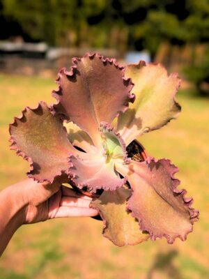 Echeveria Pink Frills 13