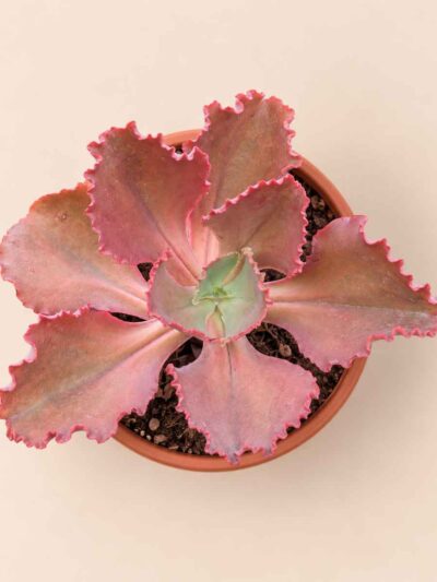 Echeveria Pink Frills 13 cenital