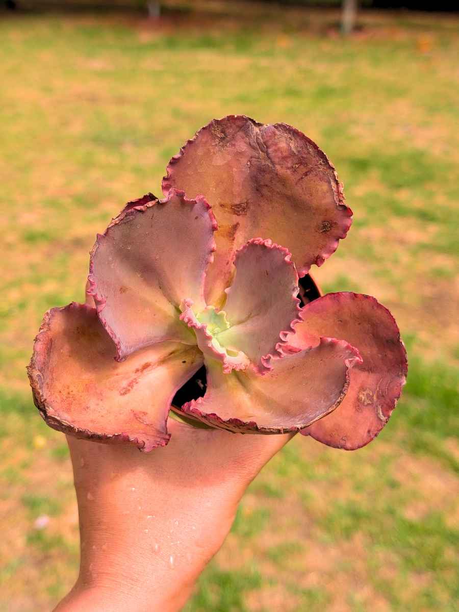 Echeveria Pink Frills 8,5