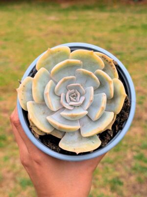 Echeveria Pollux 13