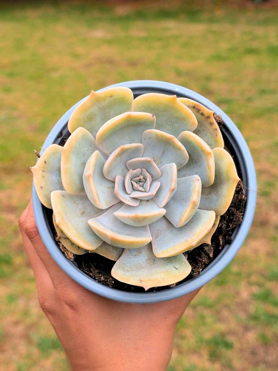 Echeveria Pollux 13