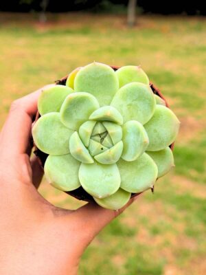 Echeveria Snow Bunny 8,5