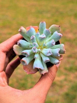 Echeveria Trumpet Pig Nose 5,5