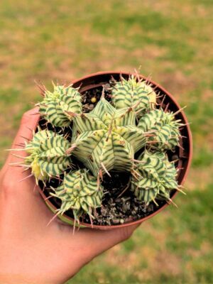 Euphorbia Meloformis f. variegata 12