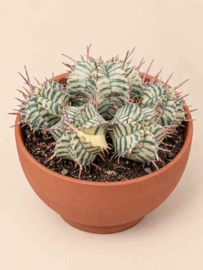 Euphorbia Meloformis f. variegata 12 lateral