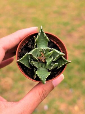 Faucaria Tigrina 5,5