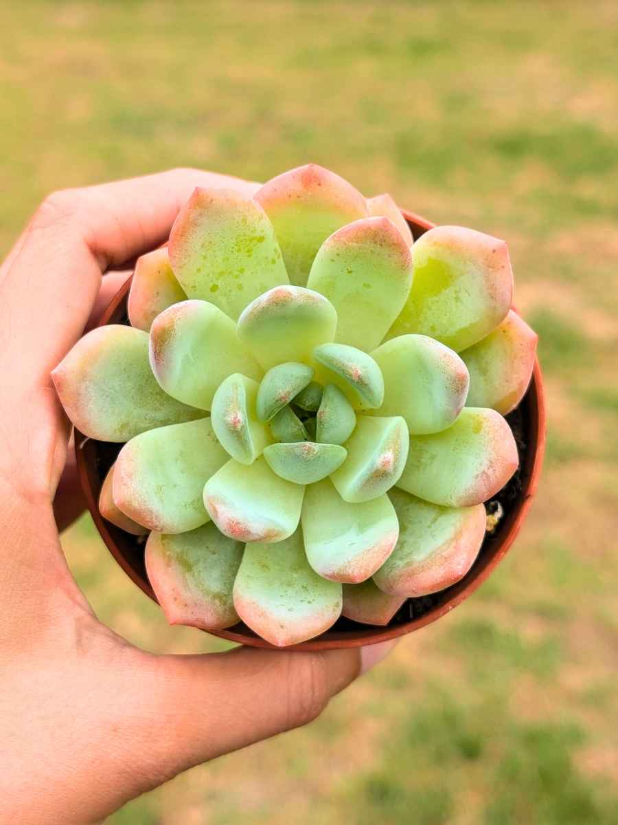Graptopetalum Red Head 8,5