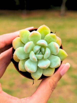 Graptoveria Heymi 5,5
