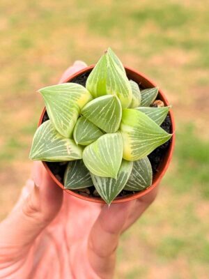 Haworthia Milky Way Variegada 5,5