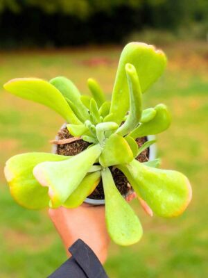 Kalanchoe Oricula 13