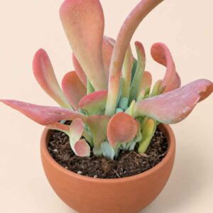 Kalanchoe Oricula 13 lateral
