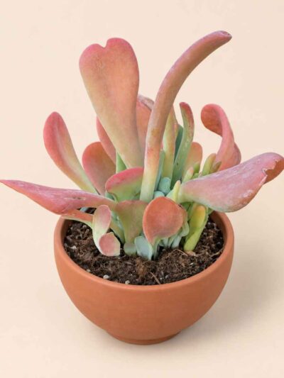 Kalanchoe Oricula 13 lateral