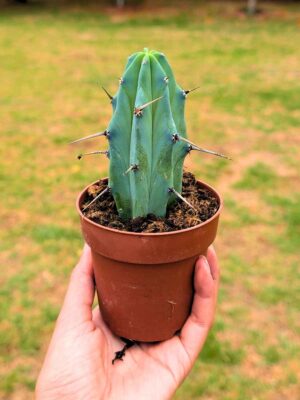 Myrtillocactus Geometrizans 8.5