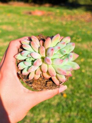 Pachyveria Angel Fingers dupla 8,5