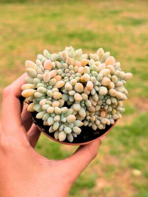 Pachyveria cristata 8,5