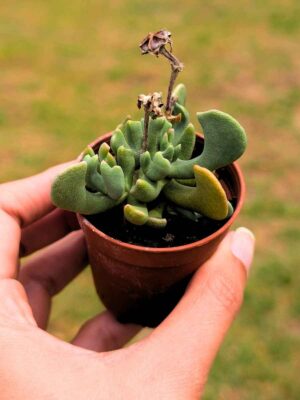 Rhombophyllum Dolabriforme mini 5,5