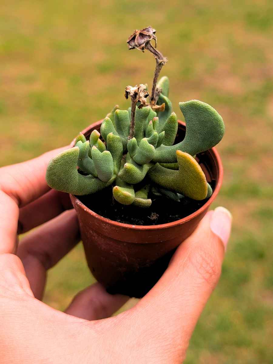 Rhombophyllum Dolabriforme mini 5,5