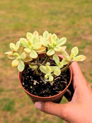 Sedum Jelly Bean Mickey 8,5