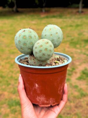 Tephrocactus Geometricus 3 Huevos de dragón 13