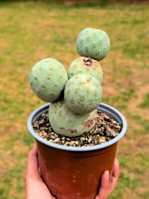 Tephrocactus Geometricus 4 Huevos de dragón 13