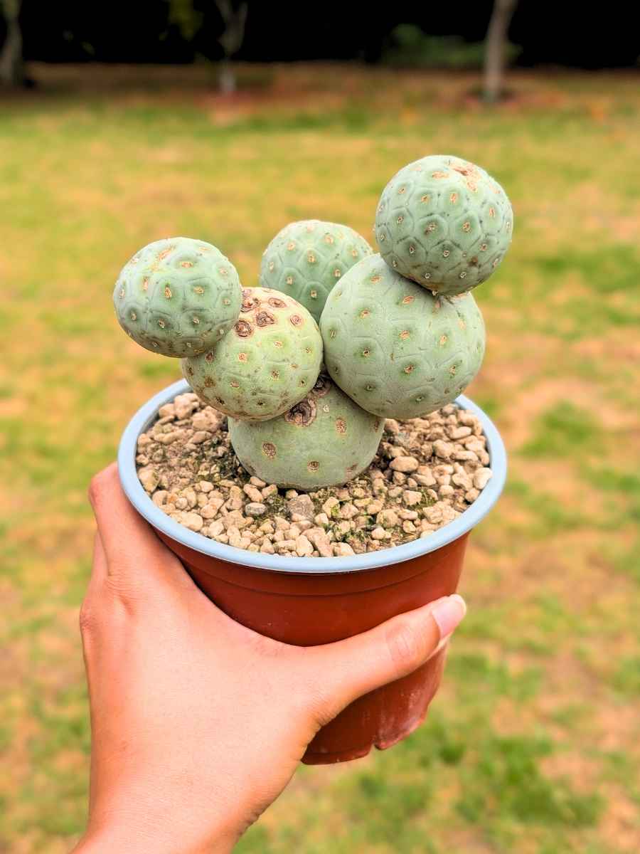 Tephrocactus Geometricus 5 Huevos de dragón 13