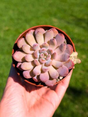 Echeveria Snow Star 8,5