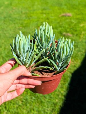 Senecio Barbetonicus Silver 13