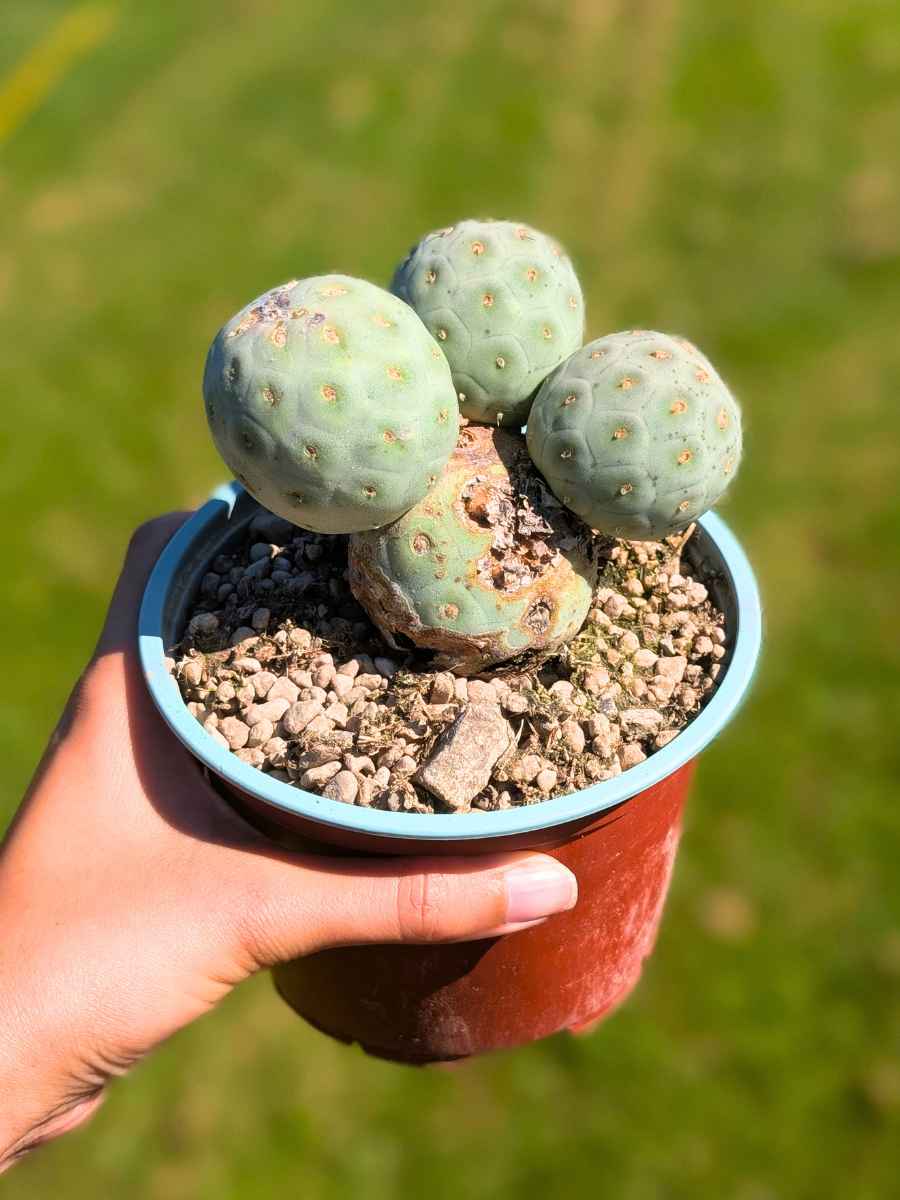 Tephrocactus Geometricus 3 Huevos de dragón 13