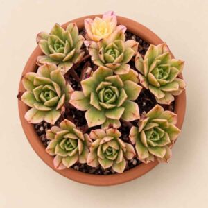 Aeonium Green Tea variegata 8,5 cenital