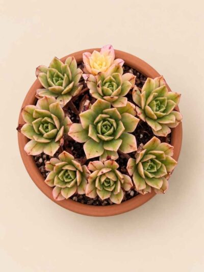 Aeonium Green Tea variegata 8,5 cenital