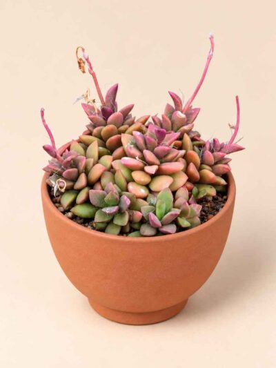 Anacampseros Telephiastrum variegata 8,5 lateral