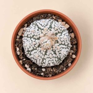 Astrophytum Asterias Superkabuto 8,5 cenital