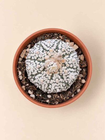 Astrophytum Asterias Superkabuto 8,5 cenital