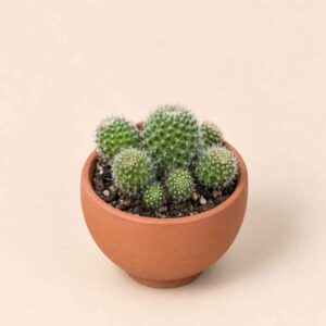 Chamaecereus mix 5,5 lateral