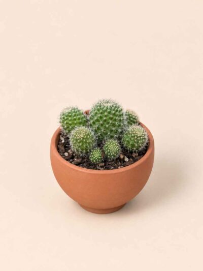 Chamaecereus mix 5,5 lateral