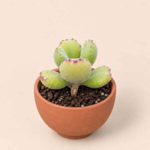 Cotyledon Tomentosa 5,5 lateral